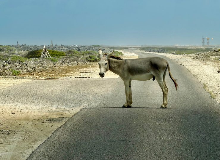 Picture of feral donkey standing in middle of road