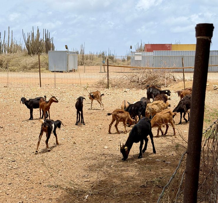 Young goats out back Maiky Snack.
