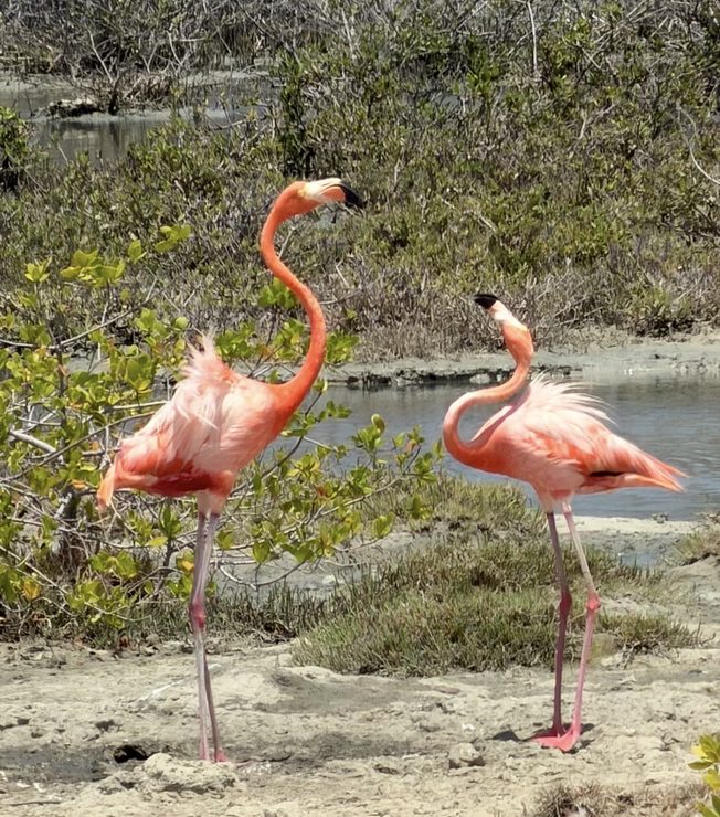 Flamingos